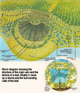 leaf_diagram